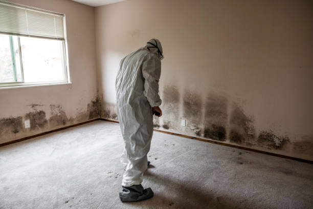 Best Attic Mold Removal  in Stanford, KY